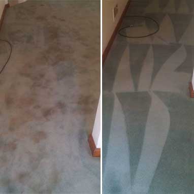 Pet Odor Removal