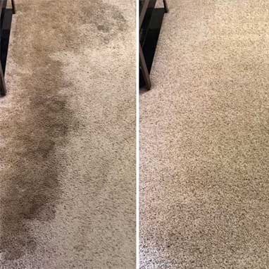 Pet Odor Removal