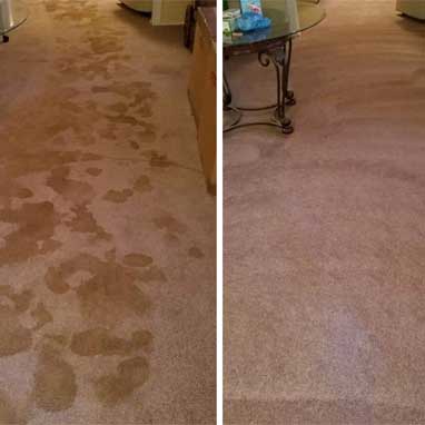Pet Odor Removal