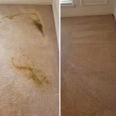 Pet Odor Removal